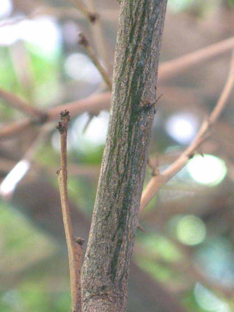              Second - third year twig (Riverside, CA)       